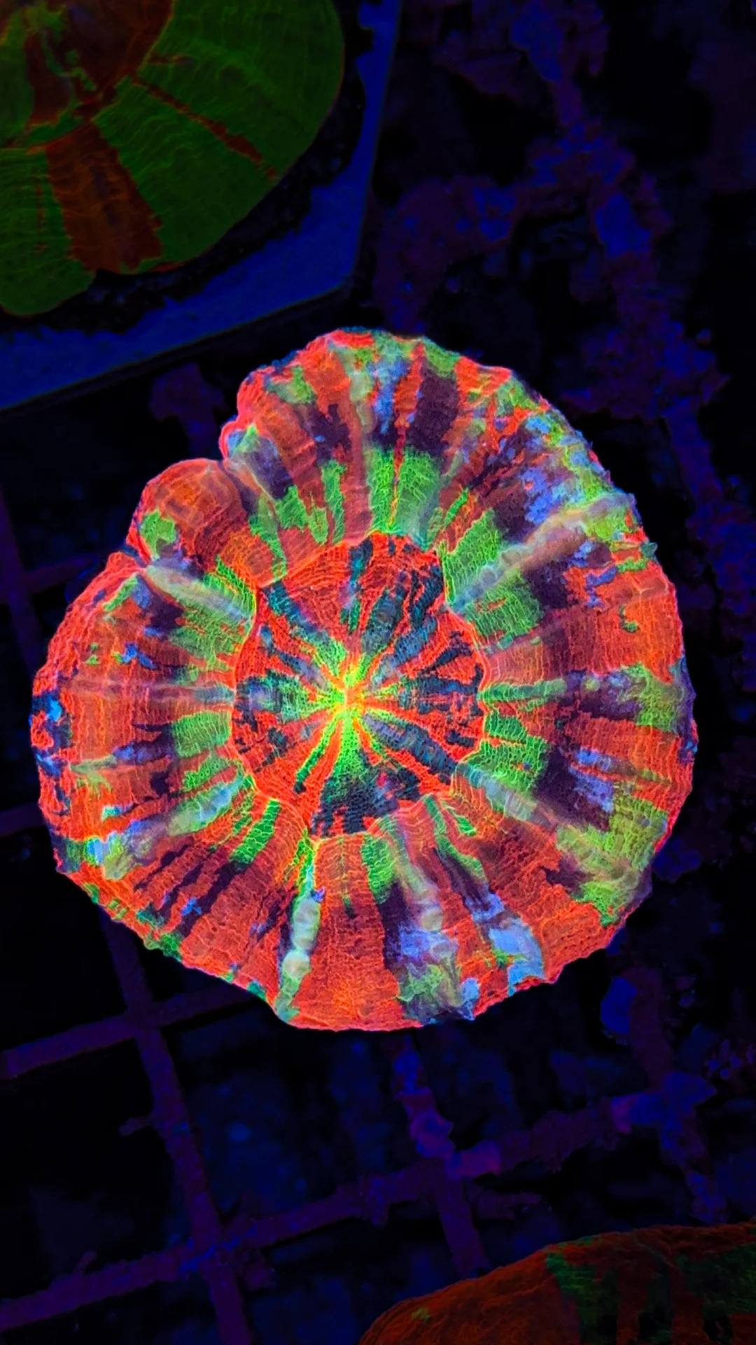 Vibrant Reefs for Your Home
