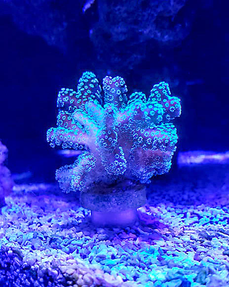 Coral Frag Plug Sand Stands - Set of 5 - Image 3