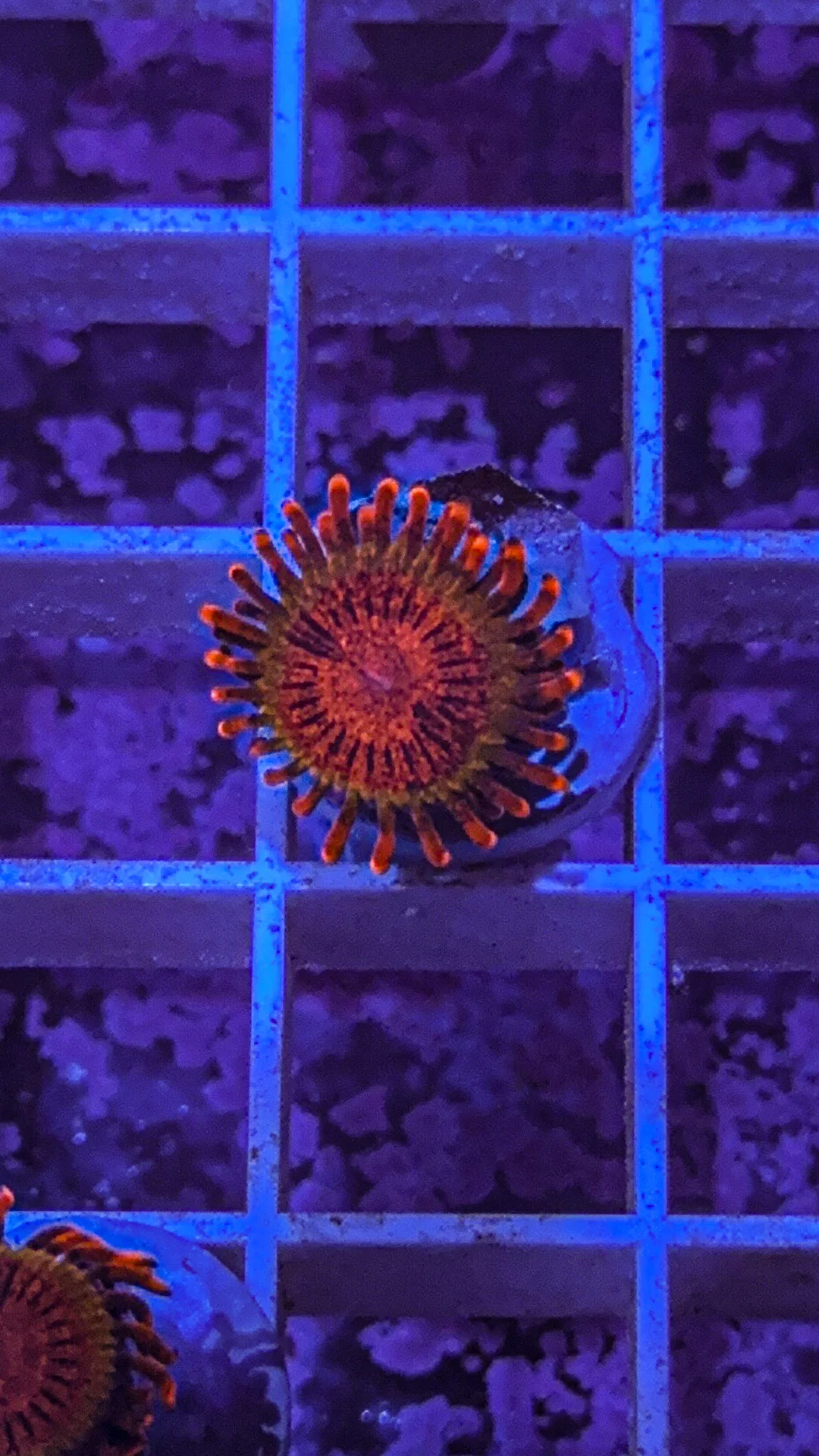 JF Speckled Krak Zoa (WYSIWYG) - Image 2
