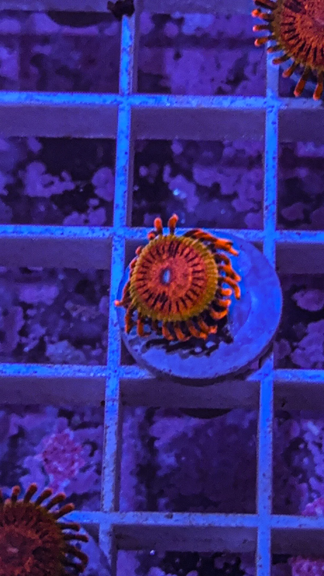 JF Speckled Krak Zoa (WYSIWYG) - Image 3