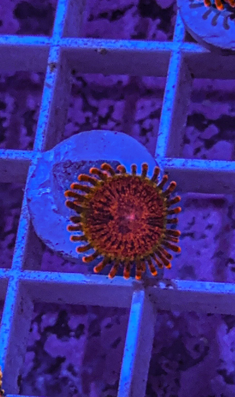 JF Speckled Krak Zoa (WYSIWYG) - Image 6
