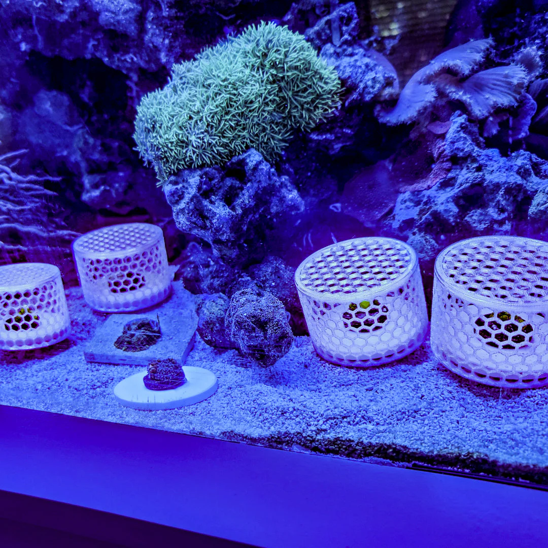 Mushroom Cage - Image 6