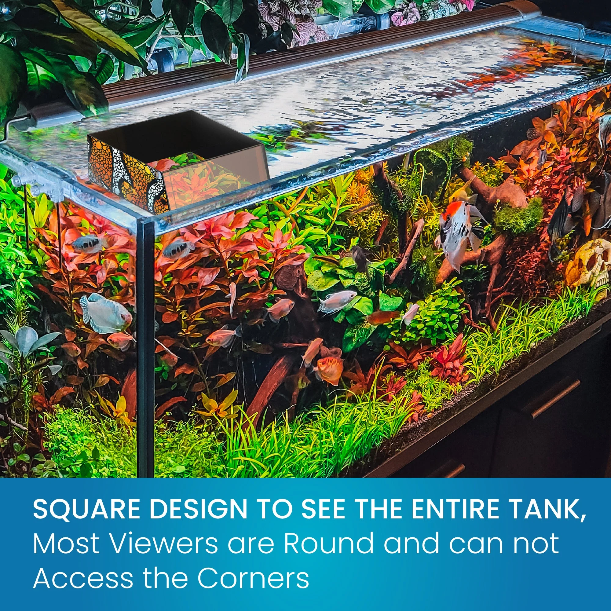 Top Down Viewer Clownfish - 8" panel - Image 7