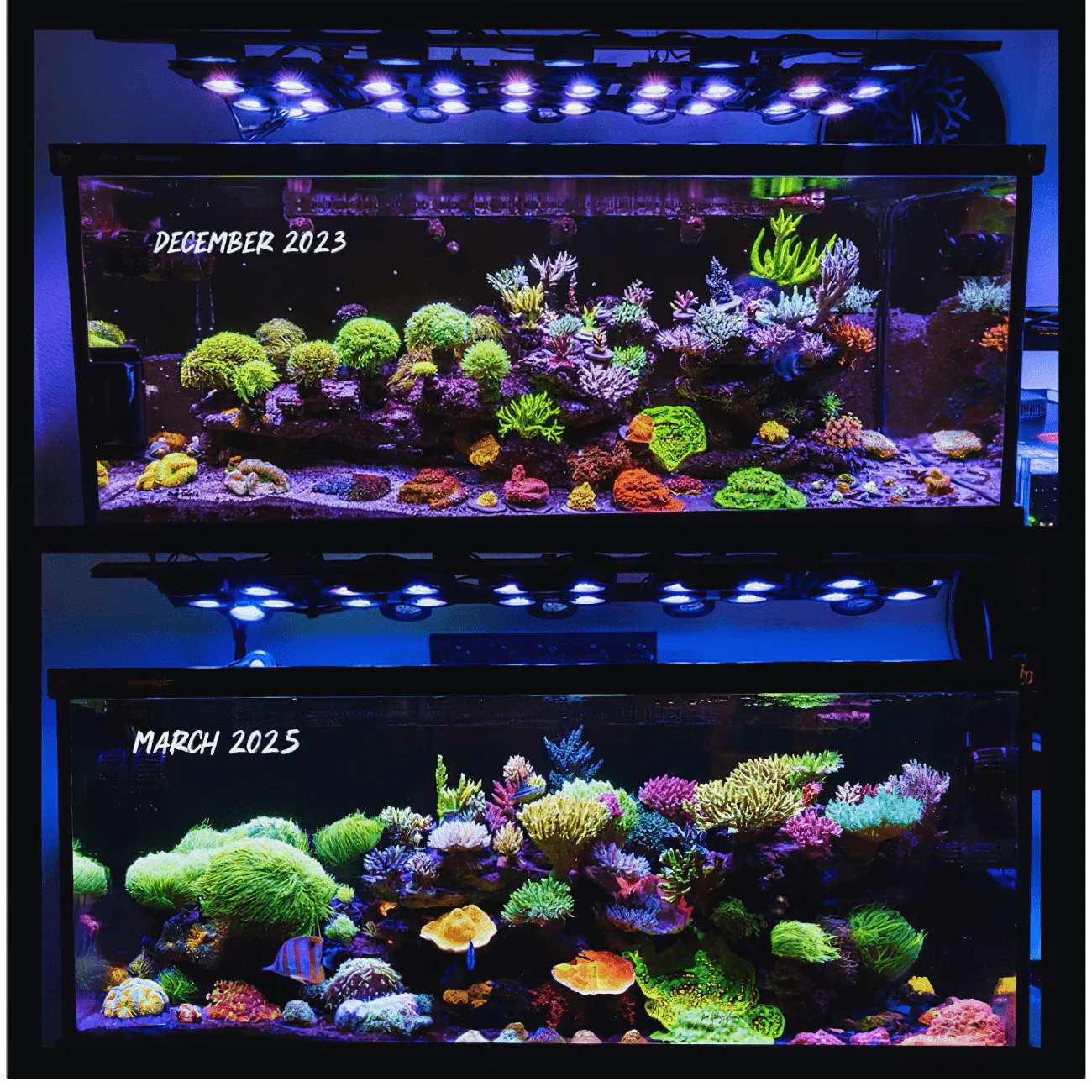 X4 Beast Mode SPS Lighting Bundle All Sizes - Image 13